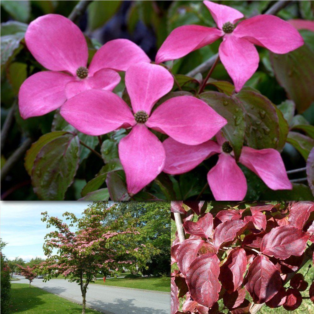 Cornus kousa Satomi - Pb18