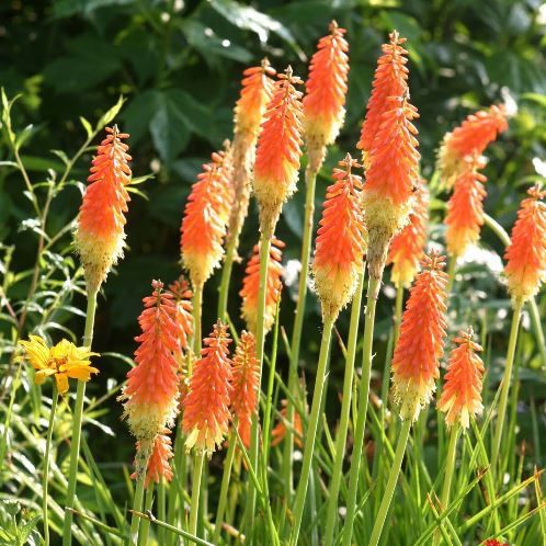 Kniphofia - Pb6.5