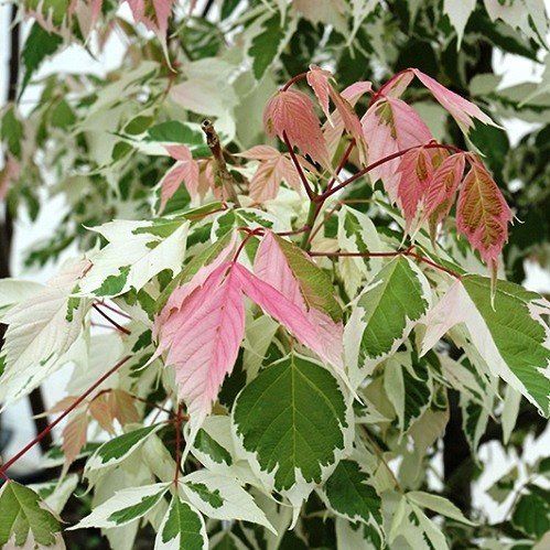 Acer negundo Flamingo - Pb28/Pb40