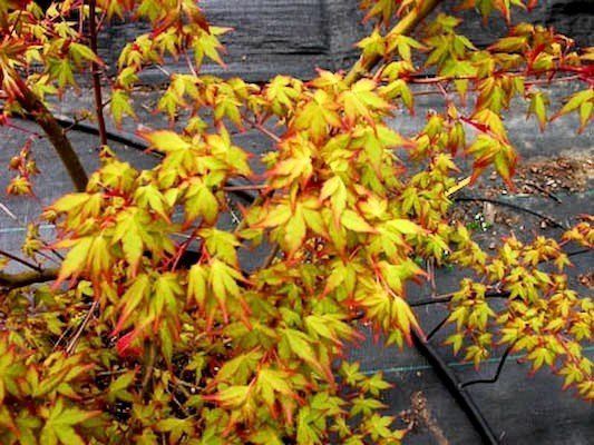 Acer Ueno Yama - Pb28