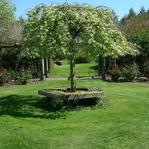 Ulmus Pendula,  Weeping Elm - 1.8m graft