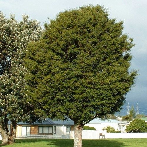 Podocarpus totara, Totara - 25Ltr/35Ltr (150/170)