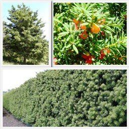Podocarpus totara. Totara - Pb12/Pb18 (150/230)