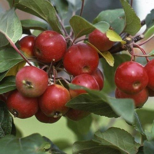 Malus Gorgeous, Crabapple - Pb12