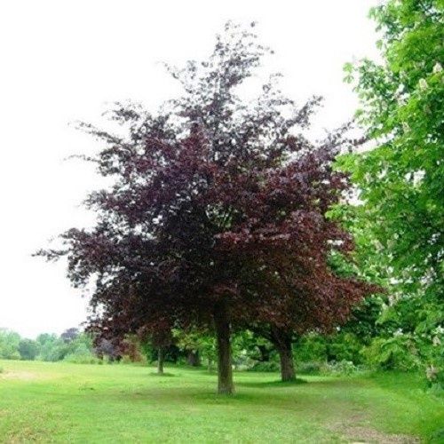 Fagus sylvatica Purpurea, Copper Beech - Pb28 (200/250)