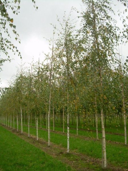 Betula pendula Laciniata, Cutleaf Weeping Birch - Pb18