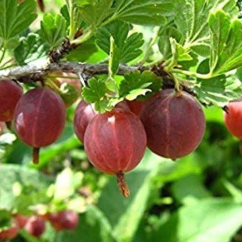 Worcesterberry - 3.5Ltr/Pb12