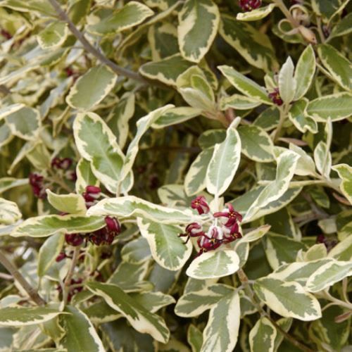 Pittosporum crassifolium Variegatum - Pb5
