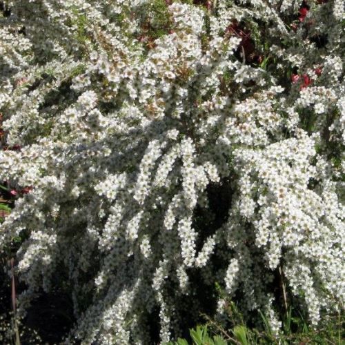 Leptospermum White Cascade, Manuka - 2.5Ltr