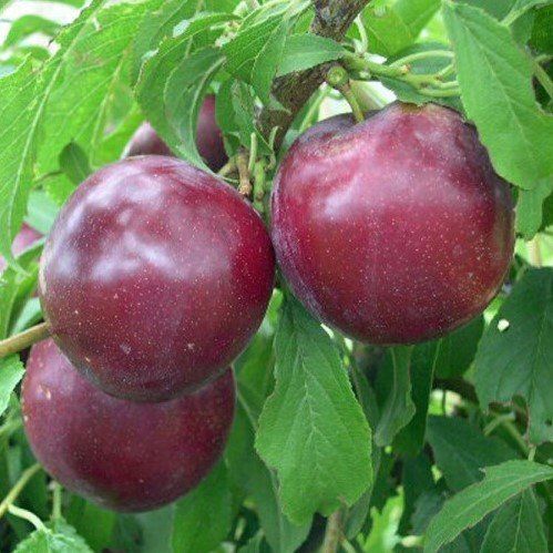 Plum Billington - Pb18