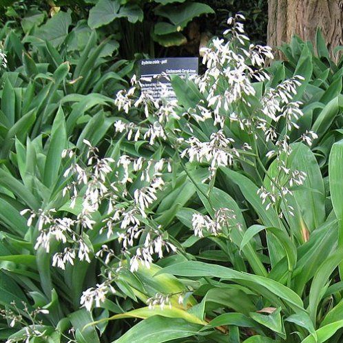 Arthropodium Parnell, Renga Renga Lily - Pot