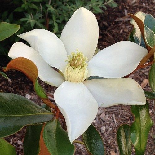 Magnolia Kay Parris - 25Ltr/45Ltr