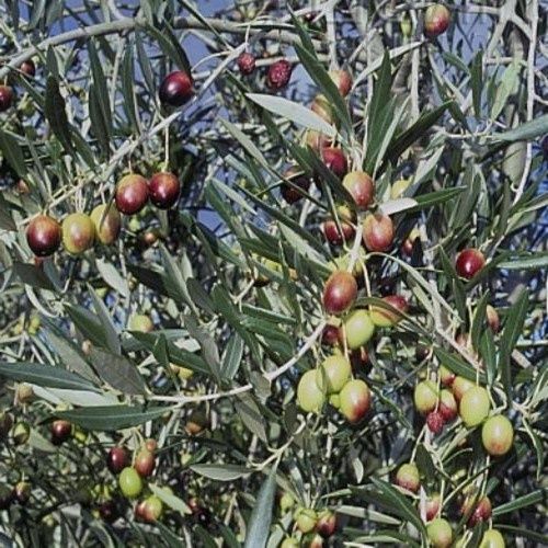 Olive Verdale - 25Ltr