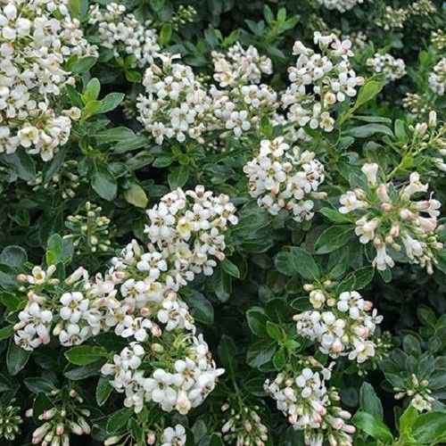 Escallonia White Profusion - 2Ltr