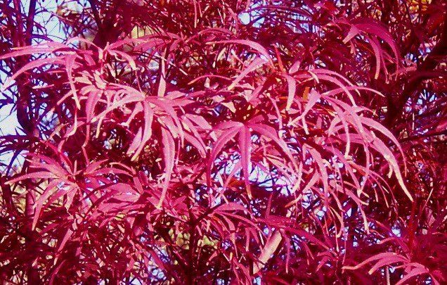 Acer Beni Otake - Pb28