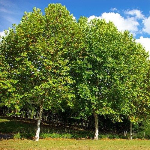 Platanus hispanica, London Plane - 25ltr (250/300)