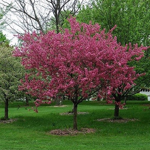 Malus Barbara Ann, Crabapple - Pb18
