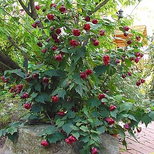 Abutilon Nabob - Chinese Lantern - Pb6.5