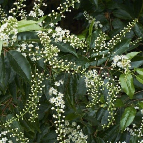 Prunus lusitanica, Portugal Laurel - Pb12