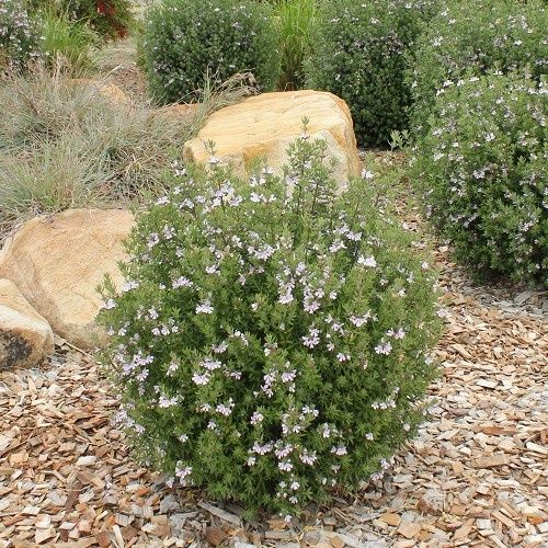 Westringia Aussie Box, Coastal Rosemary - 3.3Ltr