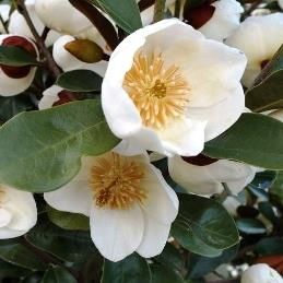 Michelia gracipes - Pb6.5 (60/70)