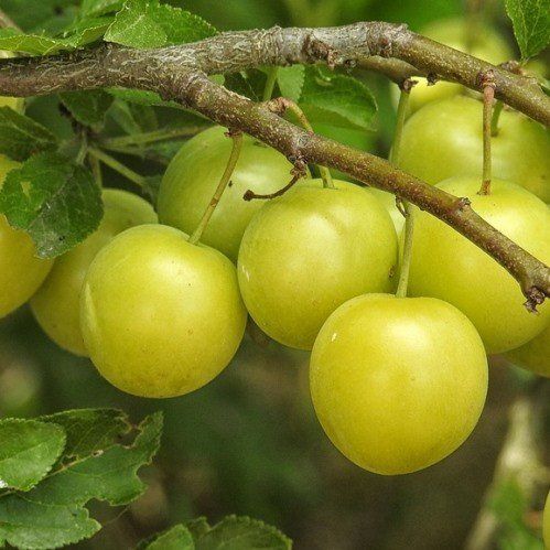 Plum Vincent's Gold - Pb18