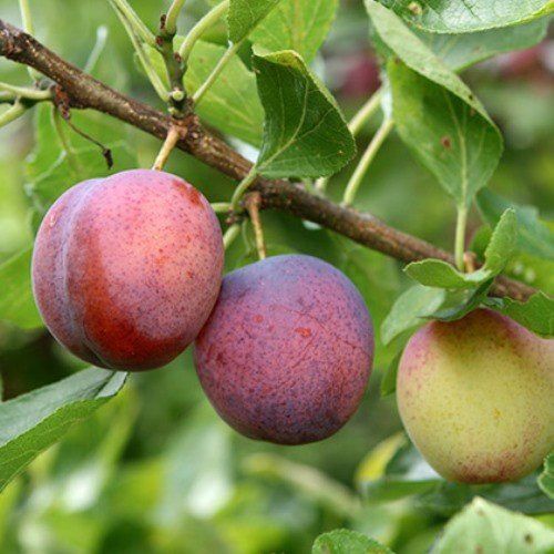 Plum Dan&#39;s Delight - Pb18