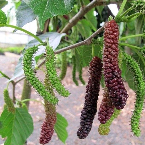 Morus Red Shahtoot, Mulberry - 2Ltr