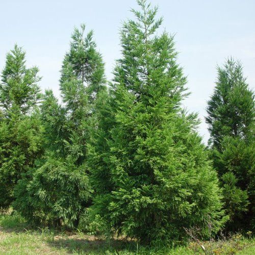 Cryptomeria japonica, Japanese Cedar
