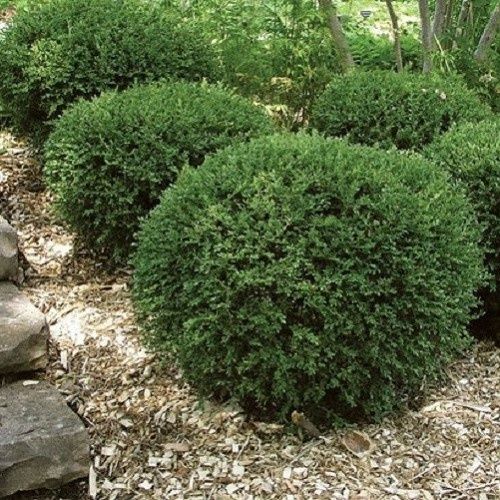 Buxus Green Gem - Pot