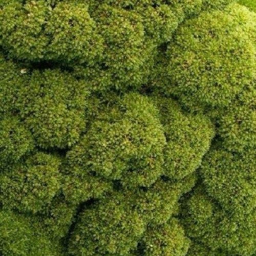 Scleranthus Tutukaka - 2Ltr