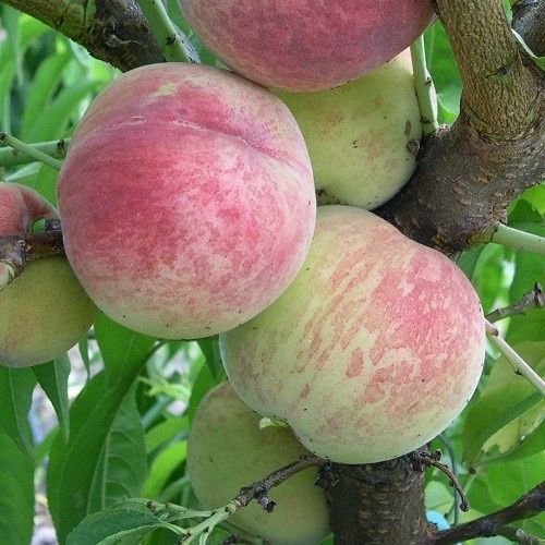 Peach White Princess - 4.7Ltr