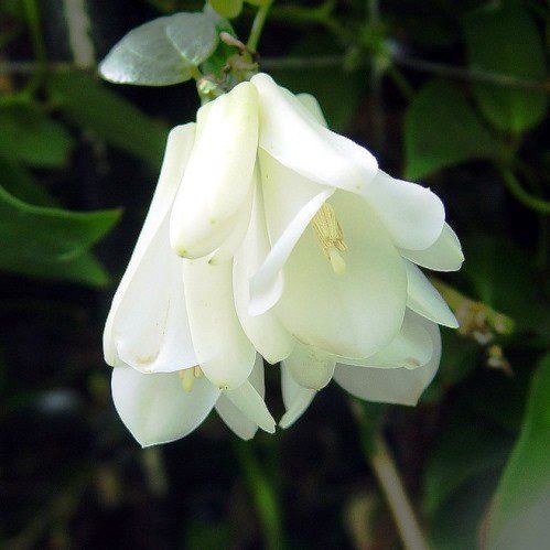 Lapageria Alba, Chilian Bellflower - Pb6.5