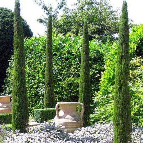 Cupressus Gracilis, Italian Cypress - Pb6.5