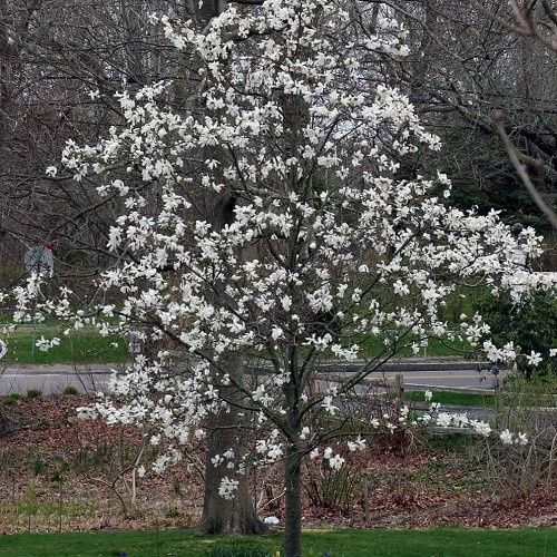 Magnolia stellata Centennial, Star Magnolia - Pb18