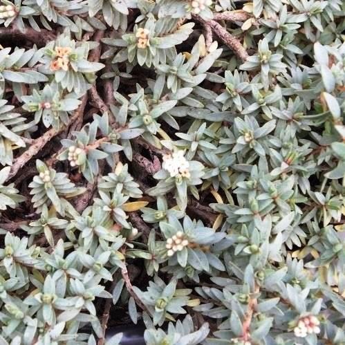 Pimelea  Anatoki Blue, Pinatoro - Pb3/1.5Ltr