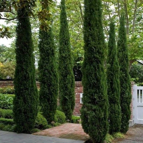 Cupressus sempervirens - Pb6.5 (25/60)