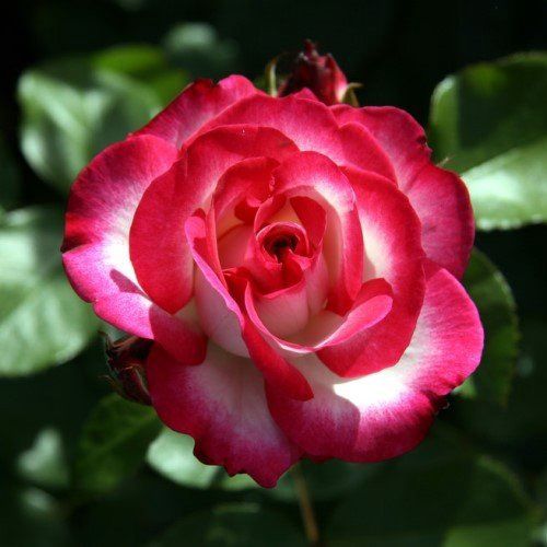 Rose Raspberry Ice (floribunda)