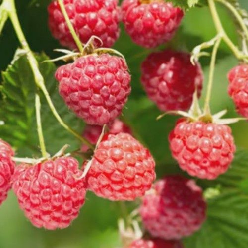 Raspberry Mini-Me - 1.9Ltr