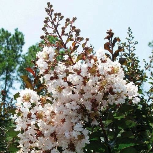 Lagerstroemia Kimono, Crepe Myrtle - Pb6.5