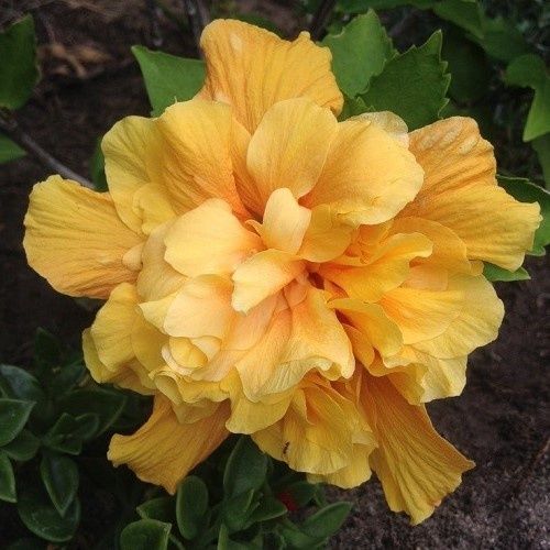 Hibiscus Crown of Bohemia - 3.5Ltr