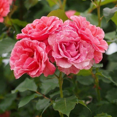 Rose Kate Sheppard (floribunda, standard)