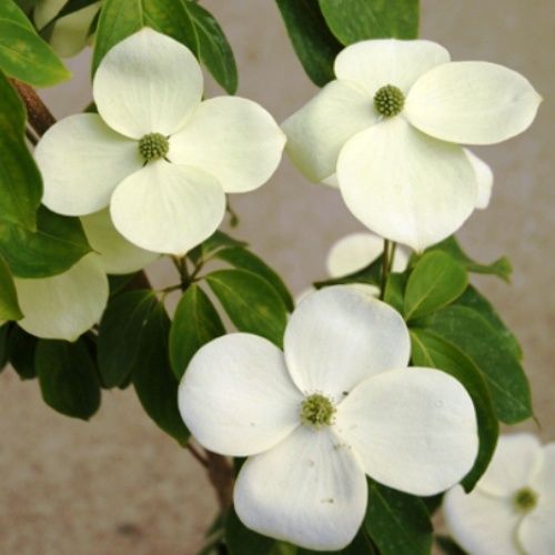 Cornus x Greenvale - 2.5Ltr