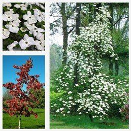 Cornus x Eddies White Wonder - Pb60
