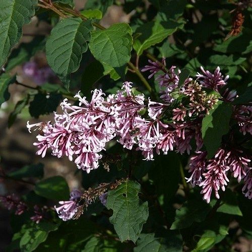 Syringa Bellicent - Pb6.5