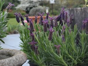 Lavandula stoechas Helmsdale - Pb5