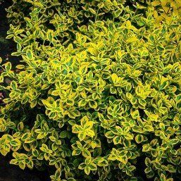 Euonymus Emerald n' Gold - Pb6.5