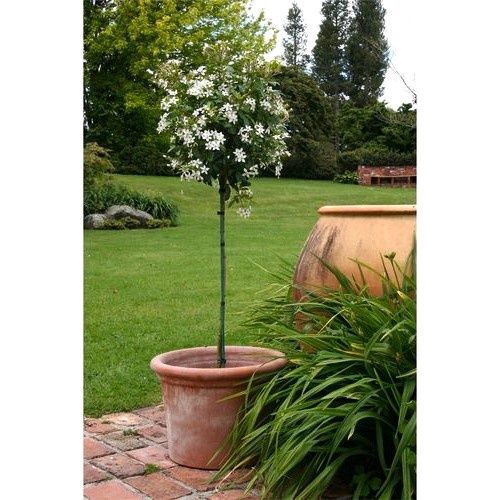 Choisya ternata, Mexican Orange Blossom - Topiary Standard