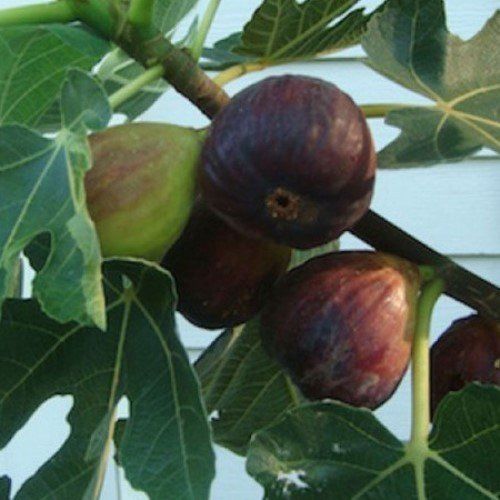 Fig Brunoro Black - Pb28