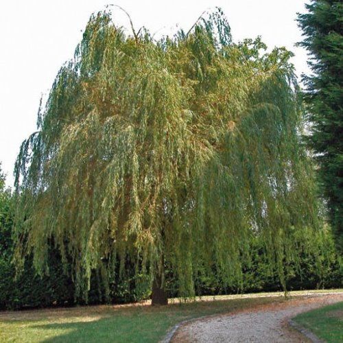 Salix chrysocoma, Golden Weeping Willow - Pb6.5